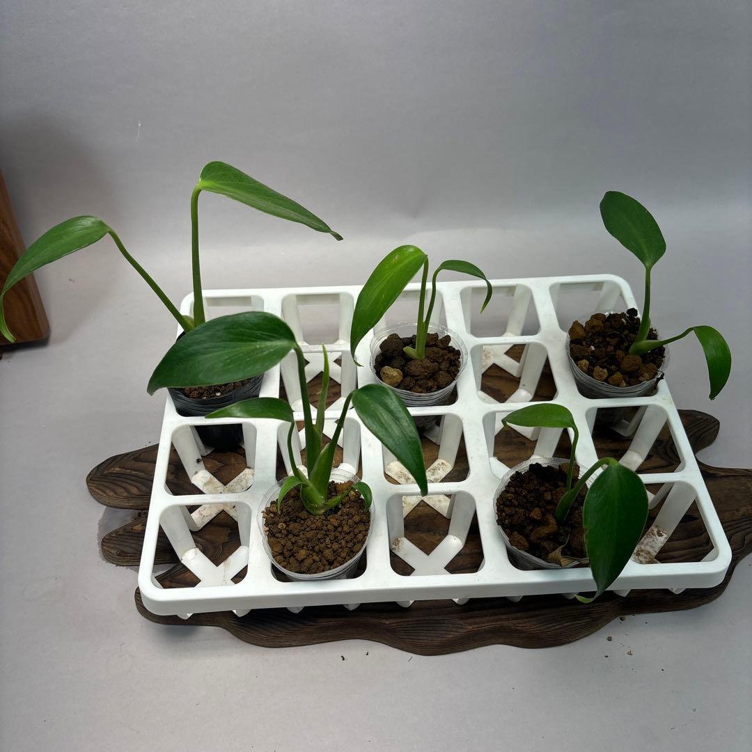 S*T様 5株セット　モンステラ バールマルクスフレームlsw514