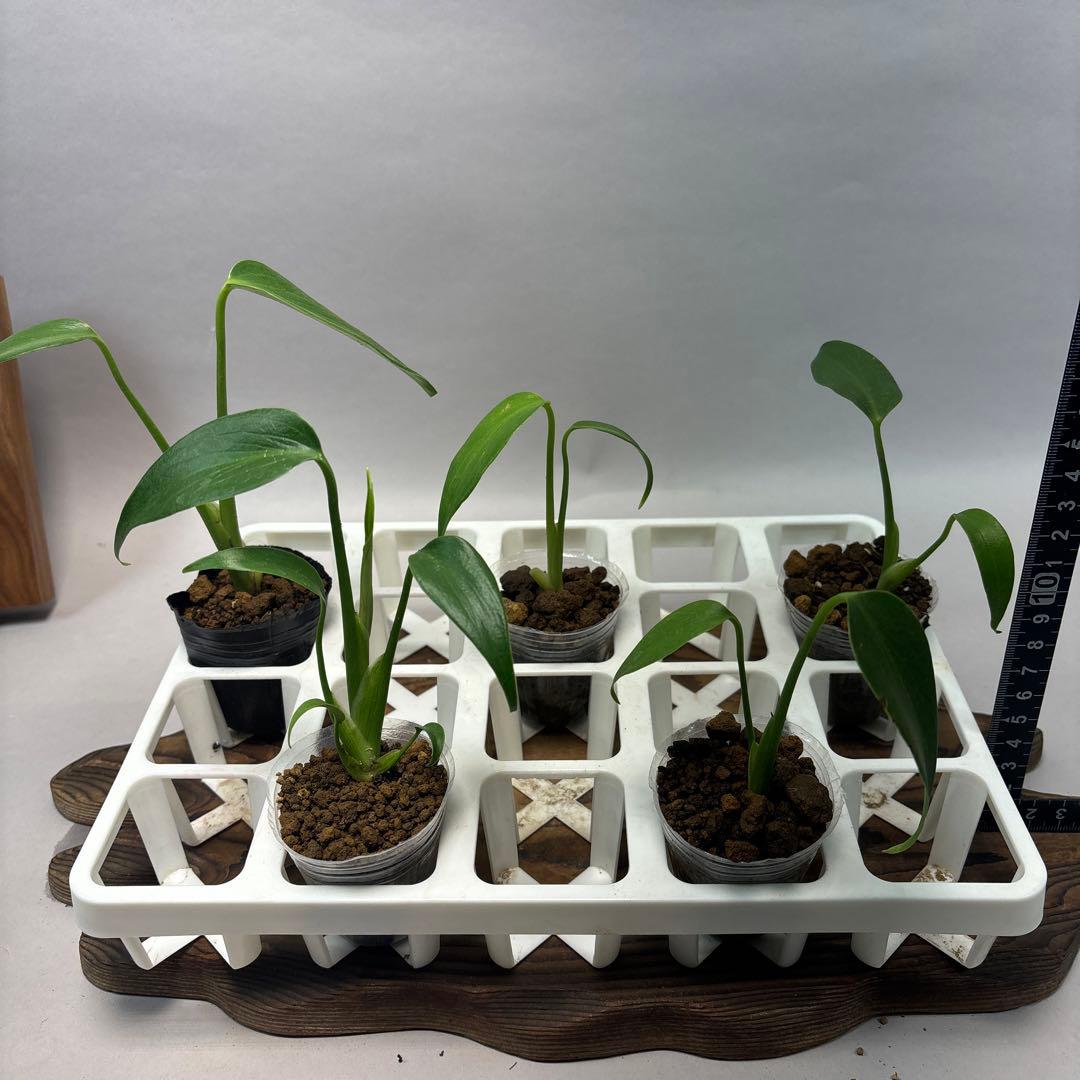 S*T様 5株セット　モンステラ バールマルクスフレームlsw514