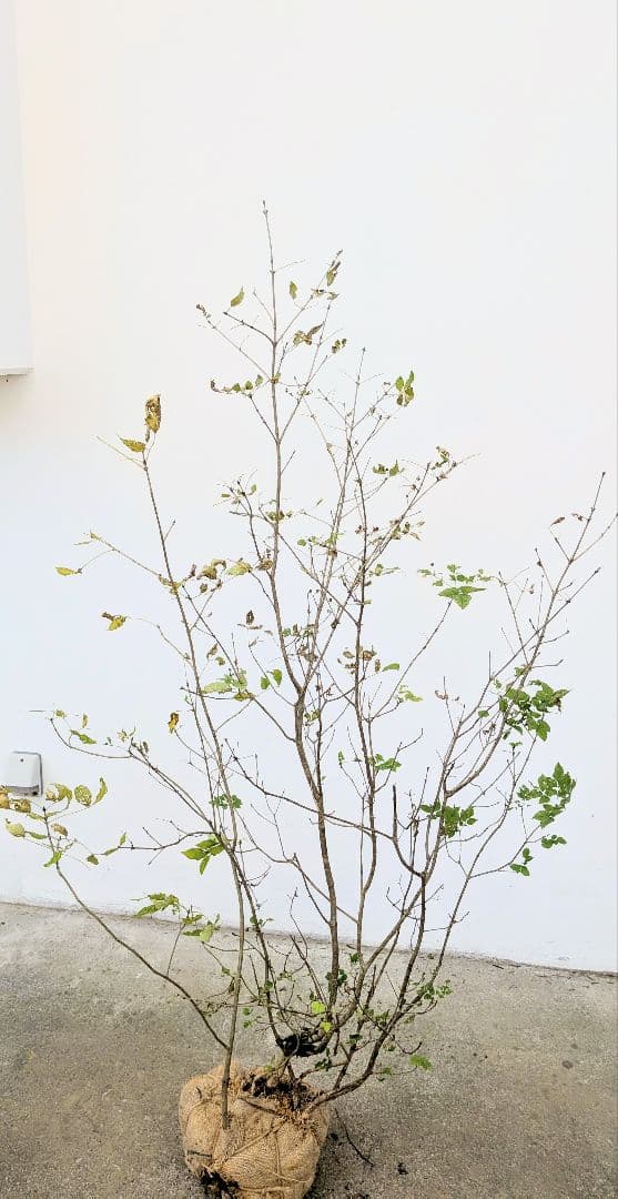 風情。。山採りアオダモ。