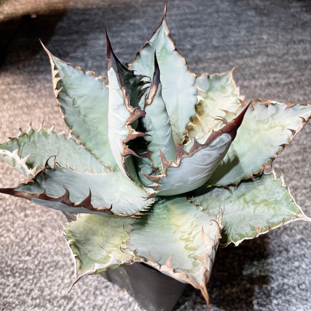 特選　アガベ　チタノタ　ライオンズメーン　親株