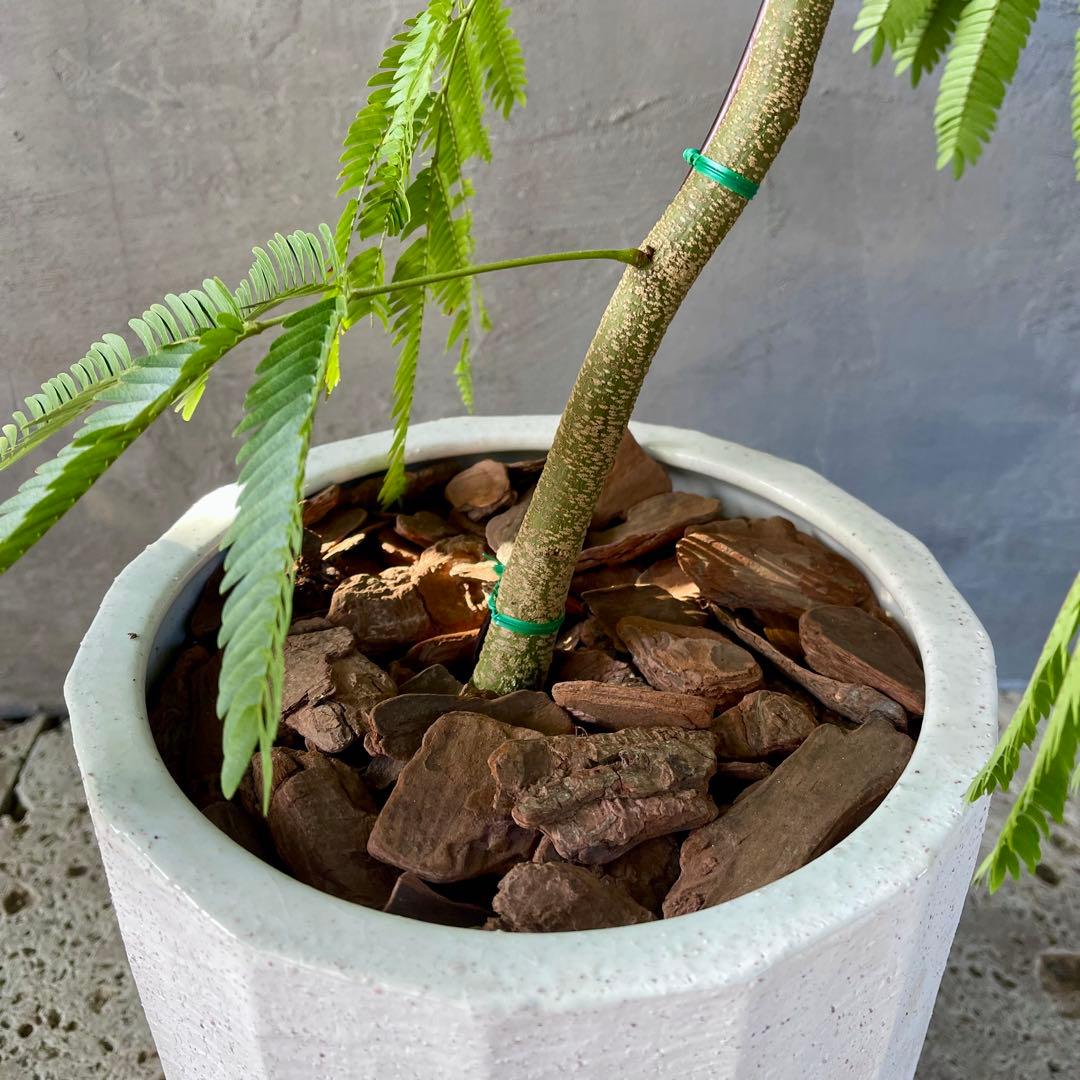 大型　エバーフレッシュ　曲がり　陶器鉢　植え込み発送