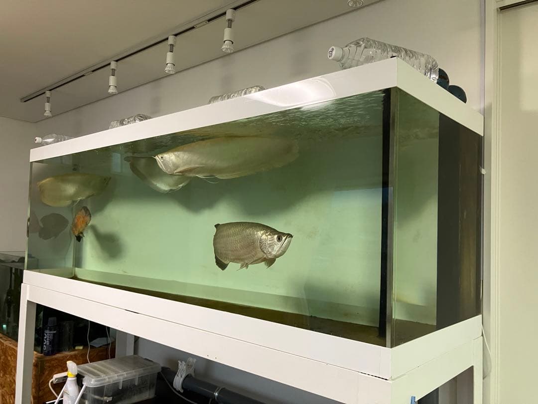 【引取り限定】【期間限定】大型水槽2000×680×600