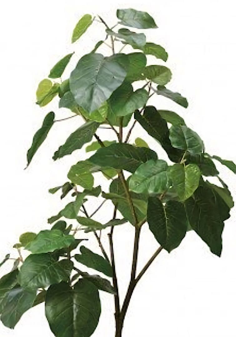 光触媒　人工観葉植物　ウォールグリーン　フェイクグリーン　ウンベラータ18085