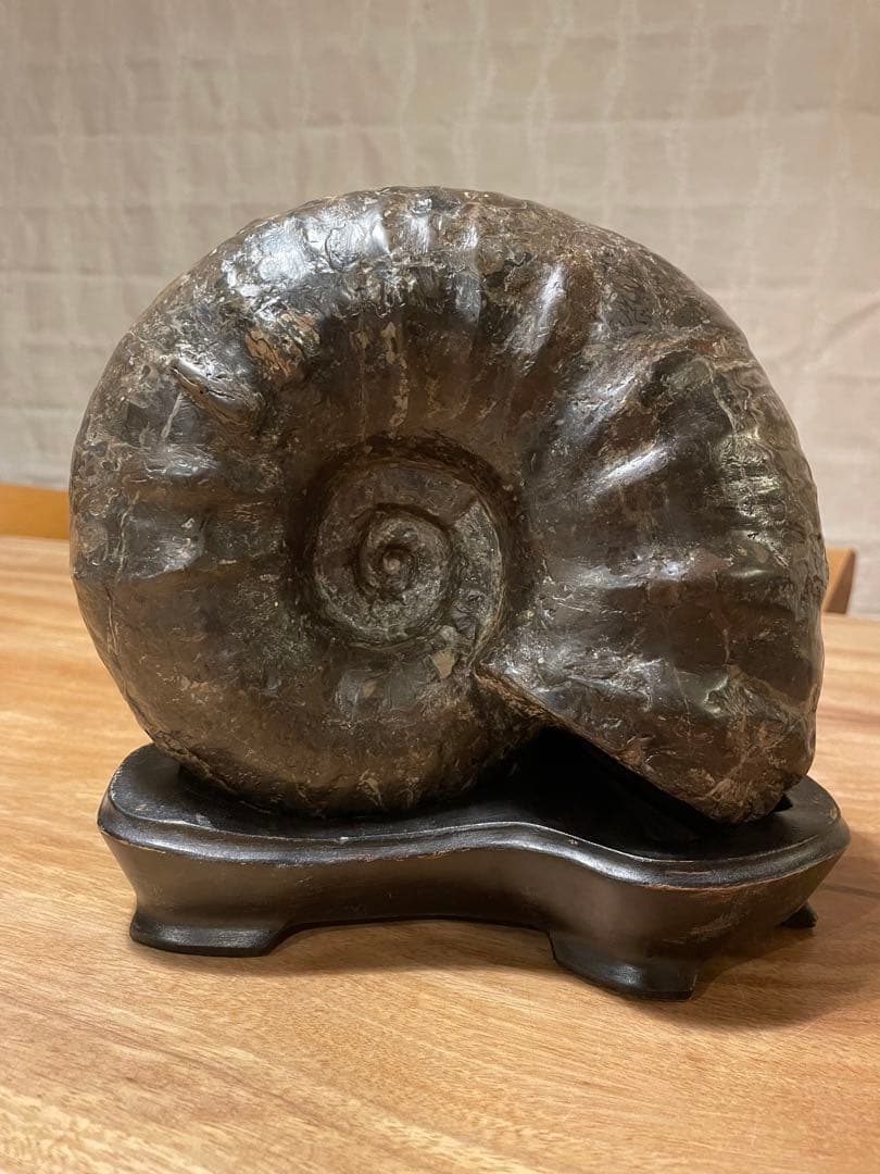 アンモナイト化石　特大サイズ