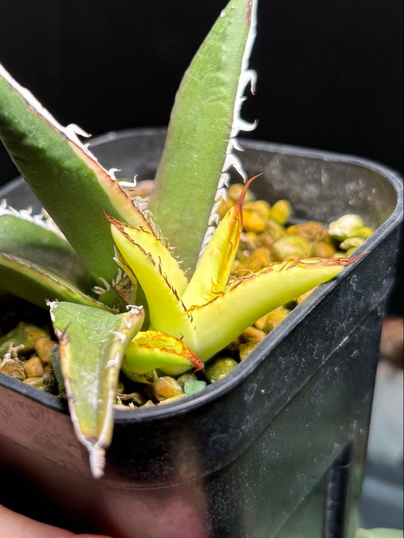 激レア‼️ アガベ　ホリダ　斑入り　鉢ごと