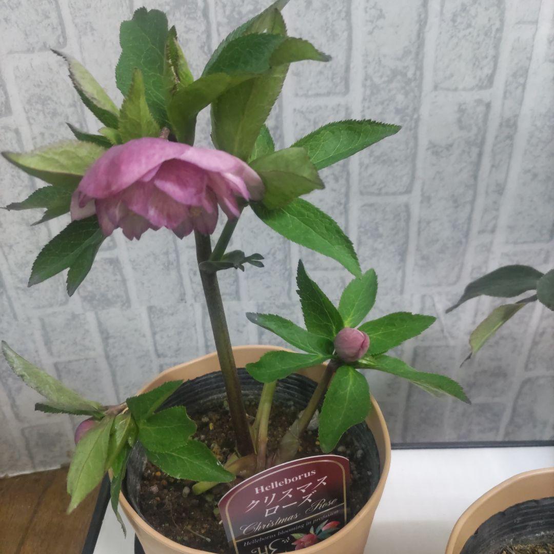 クリスマスローズ⭐️多弁咲き⭐️３鉢セット⭐️5号鉢