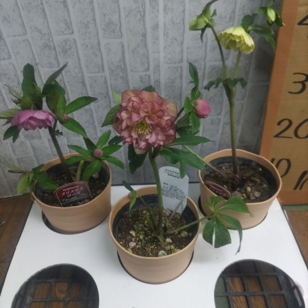クリスマスローズ⭐️多弁咲き⭐️３鉢セット⭐️5号鉢