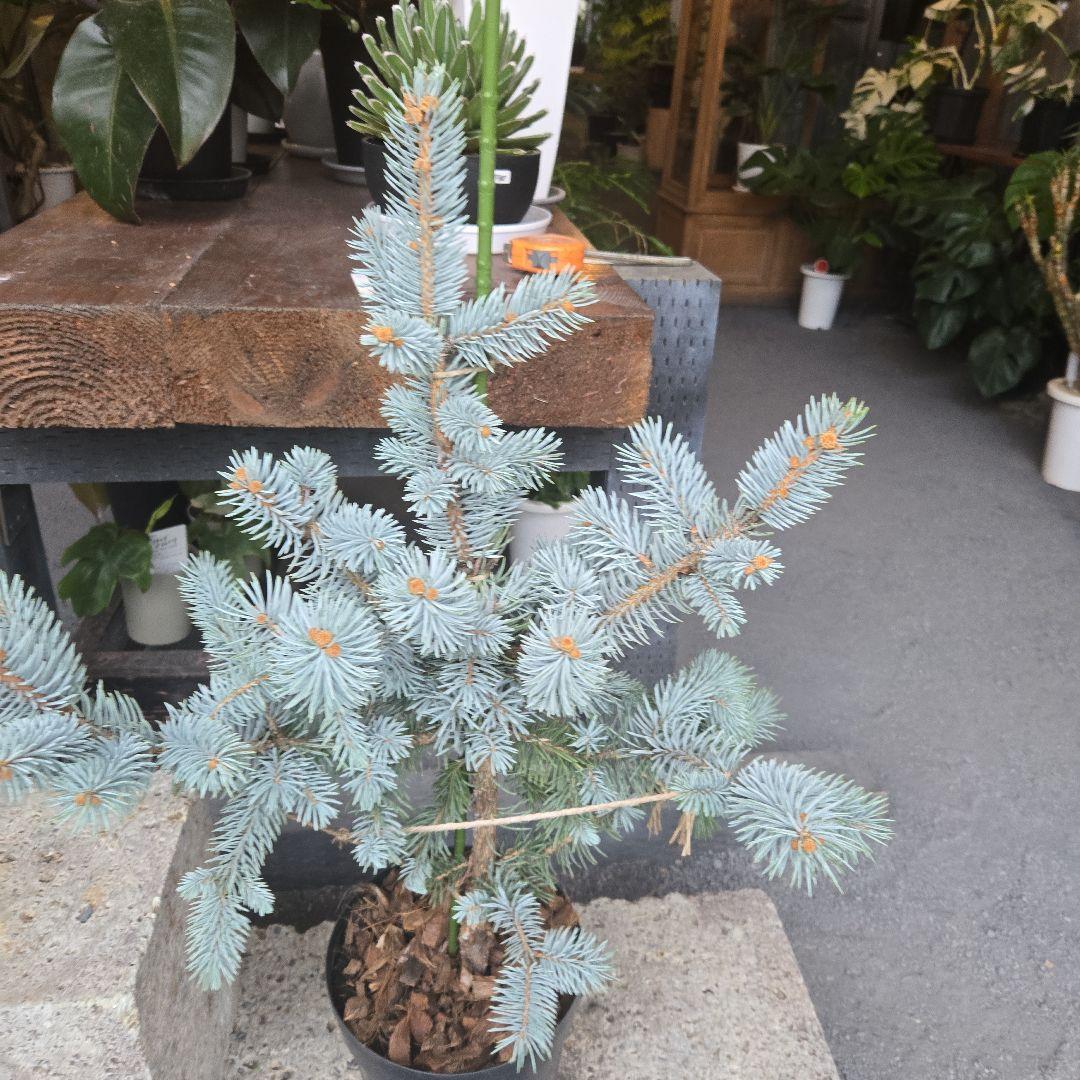 ③　プンゲンス　トウヒ　ホプシー　７号　最高等級極上品‼️