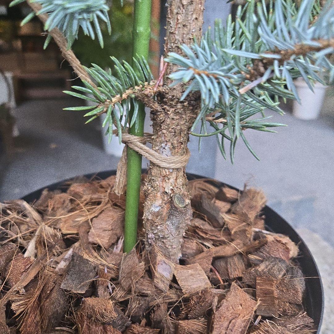 ③　プンゲンス　トウヒ　ホプシー　７号　最高等級極上品‼️