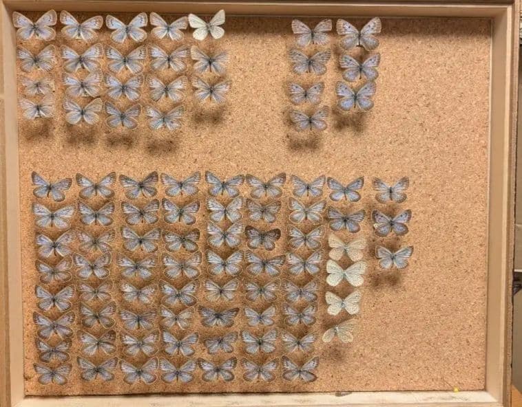 ゴマシジミ＆オオゴマシジミ