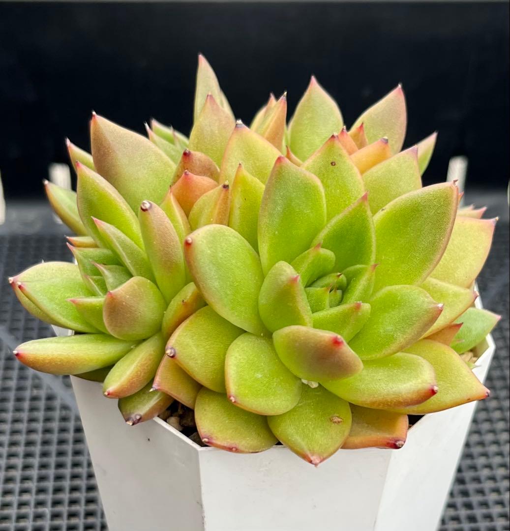 多肉植物【ヴァッションエボニー】抜き苗