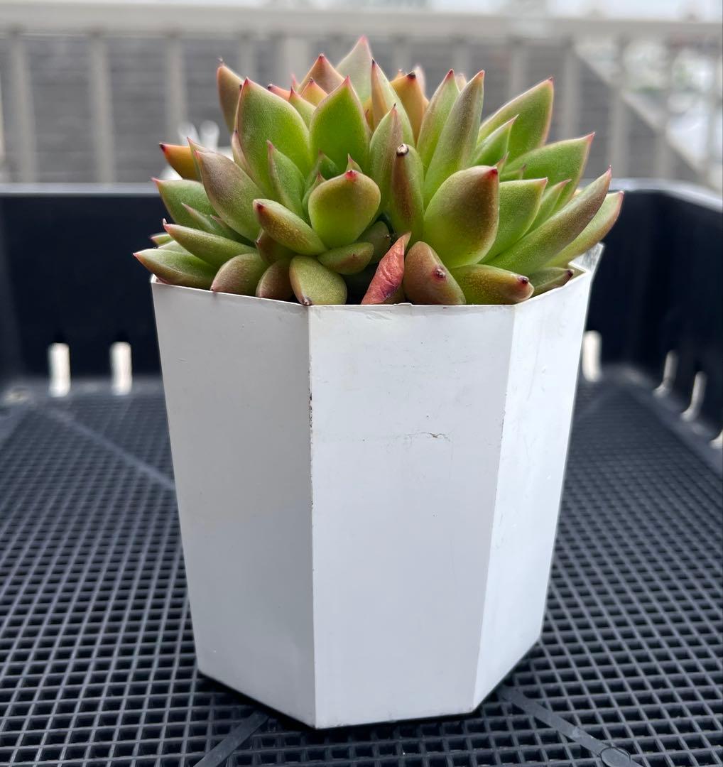 多肉植物【ヴァッションエボニー】抜き苗