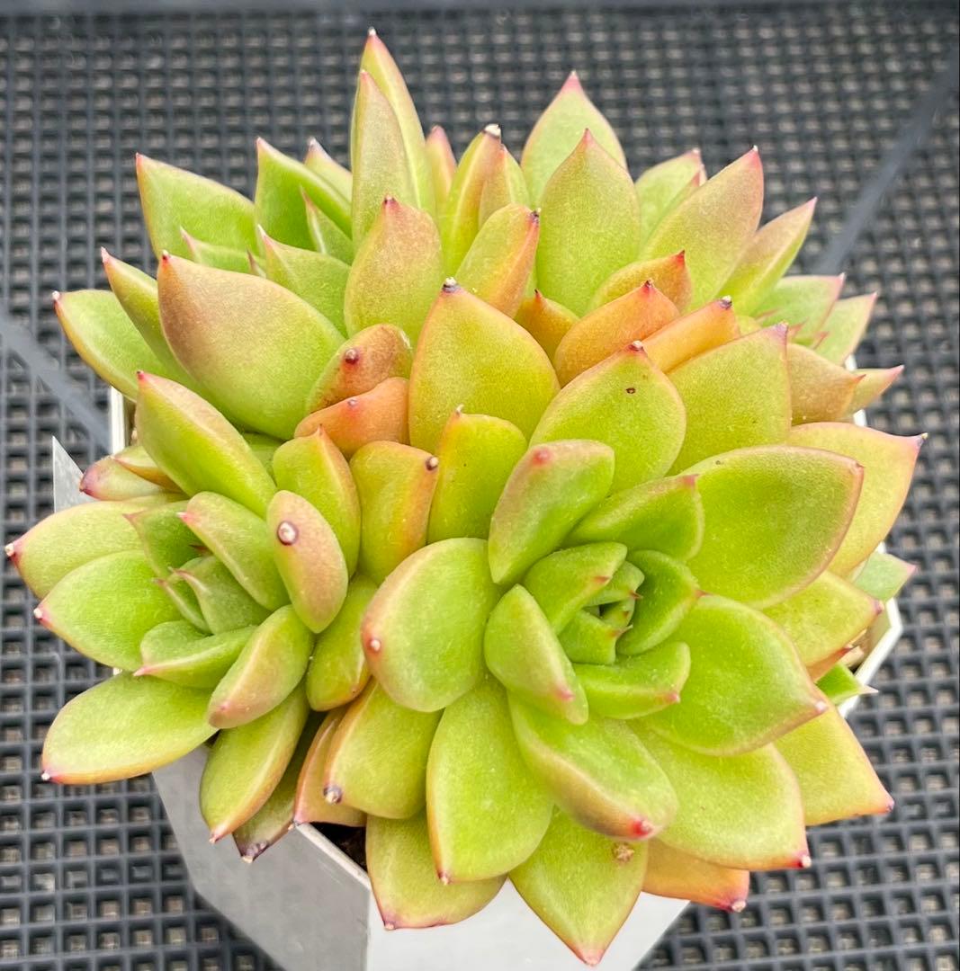 多肉植物【ヴァッションエボニー】抜き苗