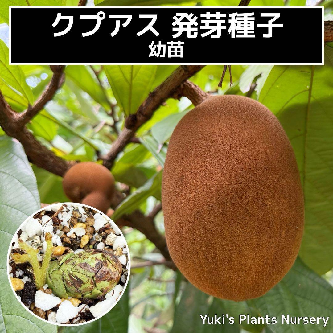 クプアス [熱帯果樹]スーパーフード テオブロマ・グランディフローラム