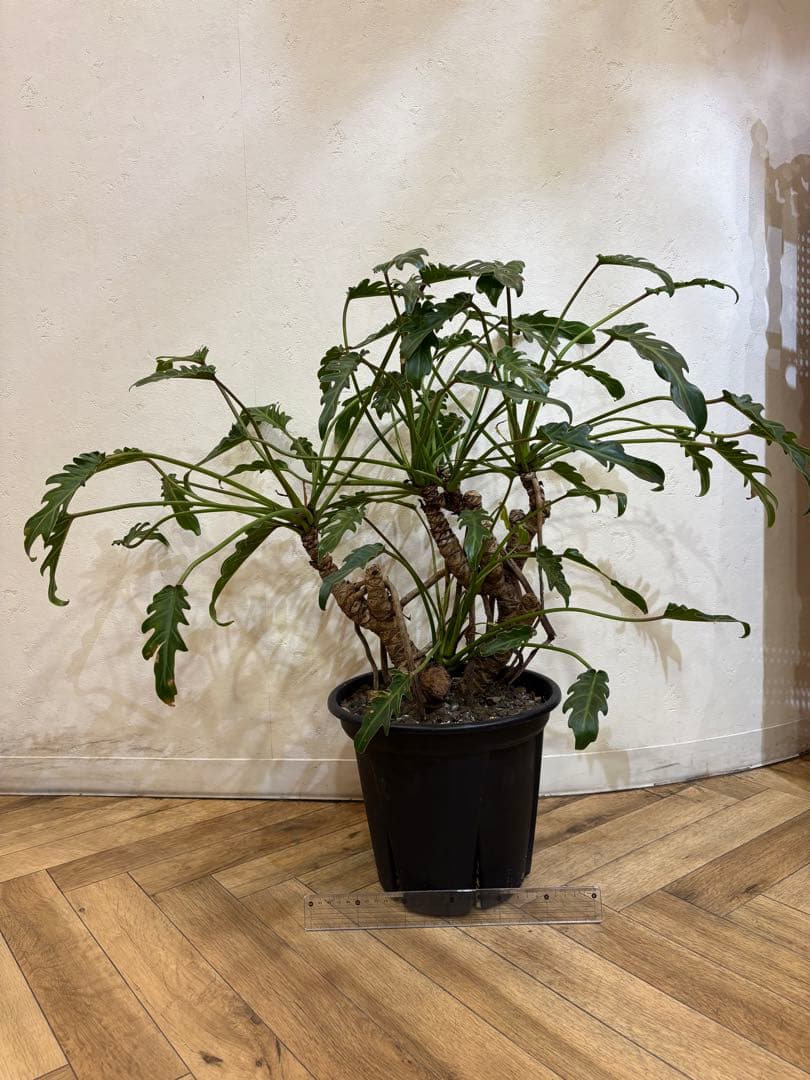 【大株美形】フィロデンドロン　クッカバラ　根上がり