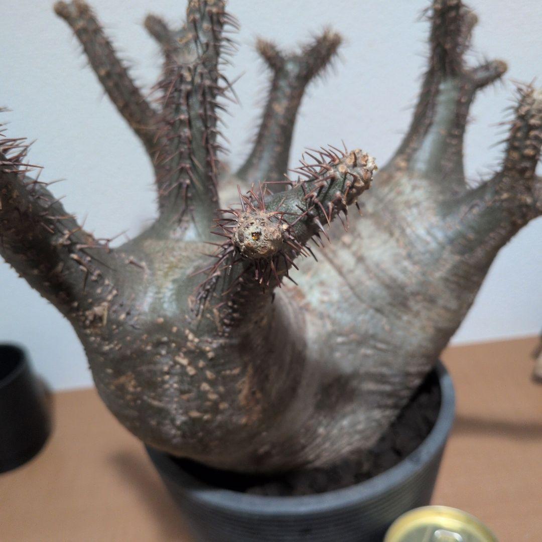 専用　パキポディウム　グラキリス　特大株 美株　現地球　発根株（鉢付き）