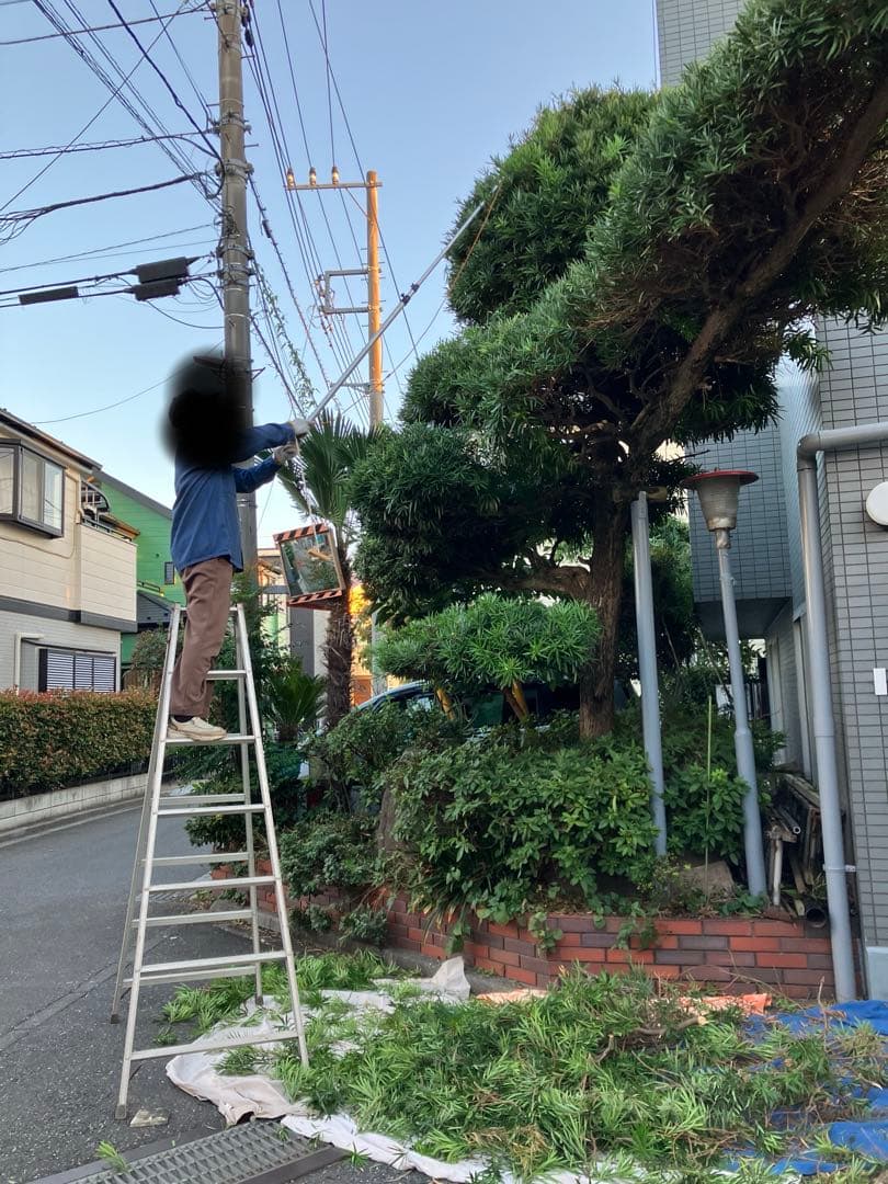 まきの木