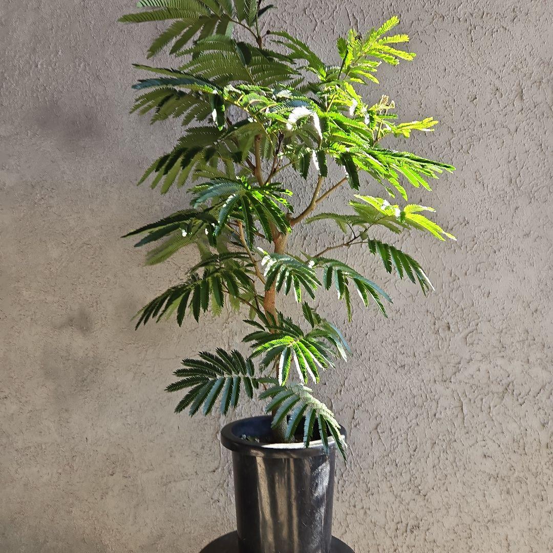 ③　エバーフレッシュ　8号特大苗木最高等級極上品‼️　極太