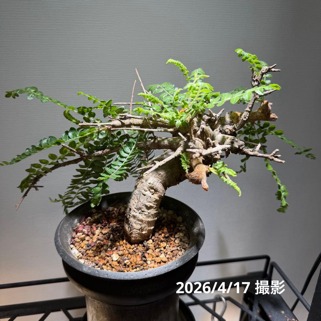 ネグレクタ　カタチ製作所　Mederu pot トーチ Mサイズ