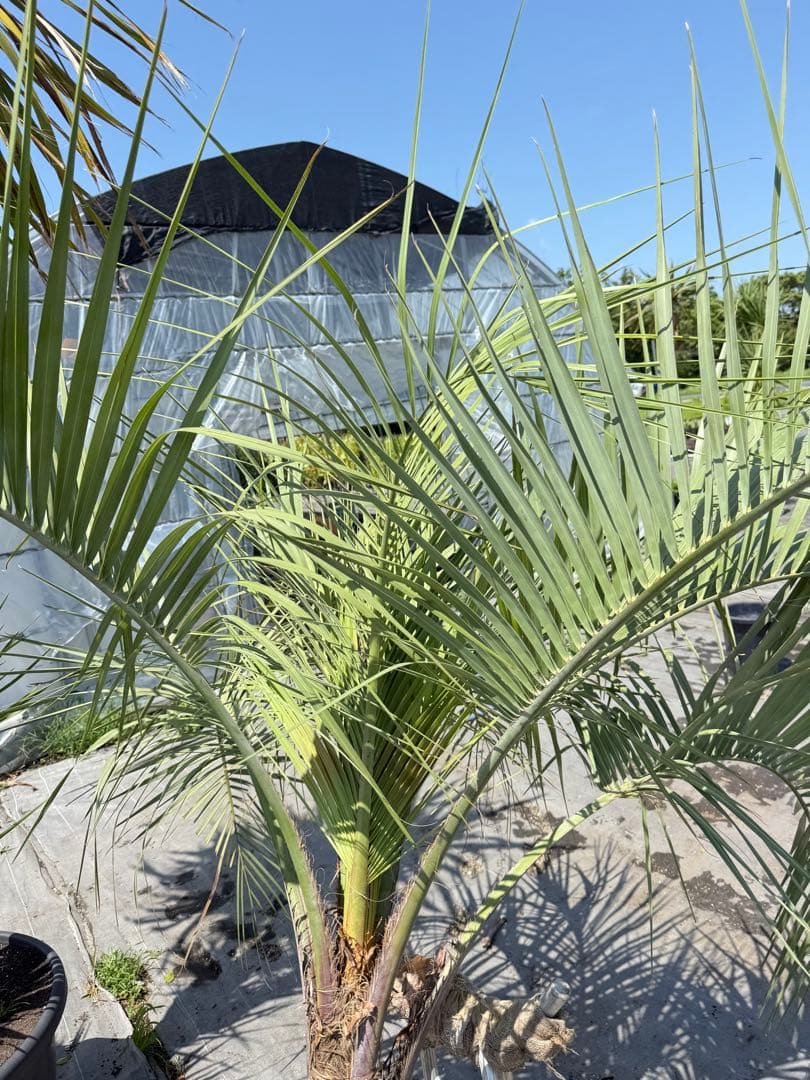 ココスヤシシルバーリーフ 【極太】葉先200cm 幹回り125cm 幹高50cm