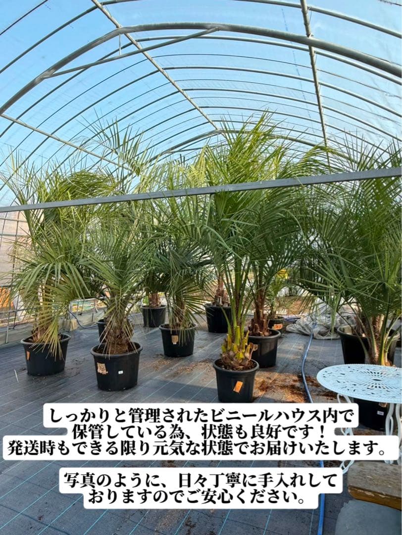 ココスヤシシルバーリーフ 【極太】葉先200cm 幹回り125cm 幹高50cm