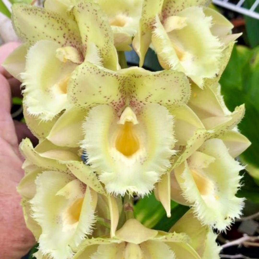 SVO 実生 イエロー系 タケノコ蘭 カタセタム Clowesetum