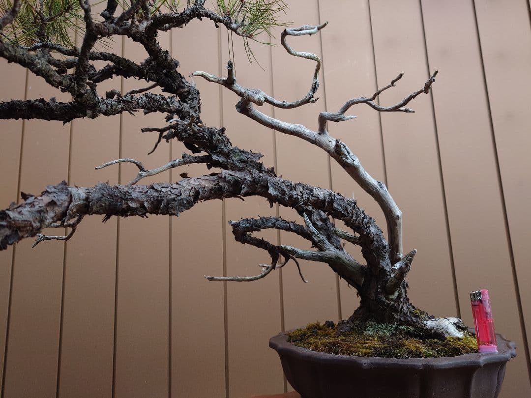 ※引取限定※　盆栽　赤松　樹高58cm