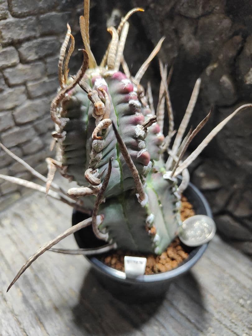 おでん。サボテン　奇巌大鳳玉F75