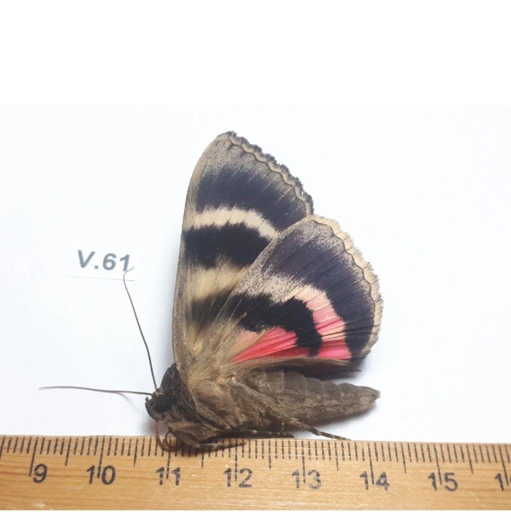 Catocala cara 3頭セット