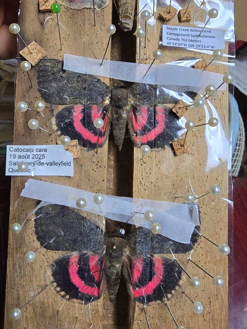 Catocala cara 3頭セット