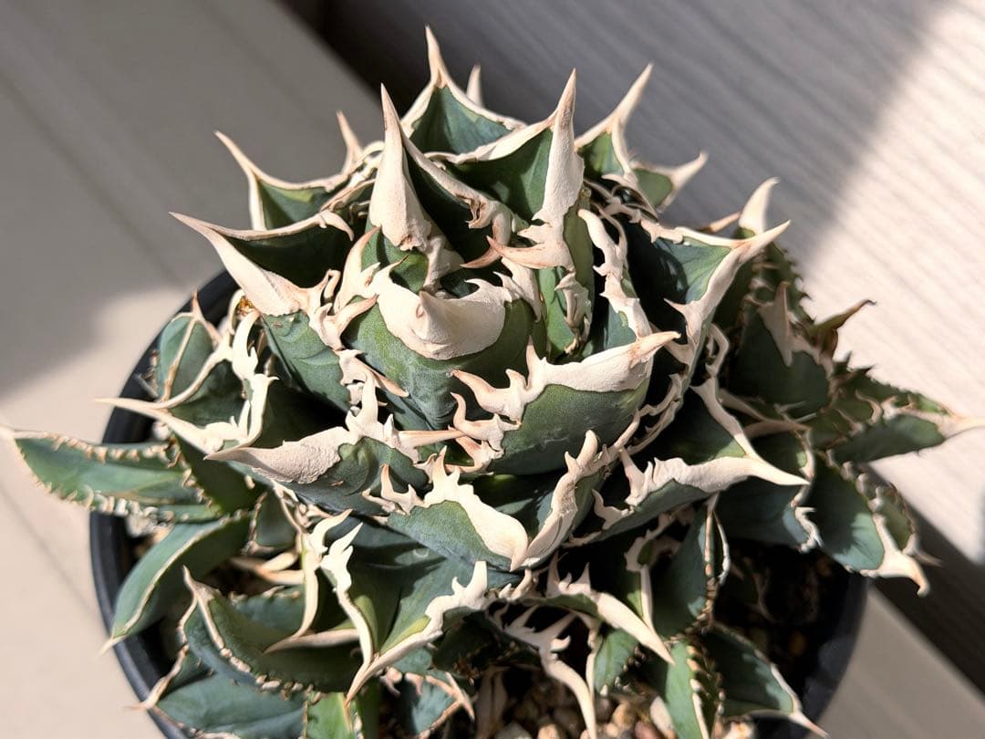 【にゃんこす様専】lize産　大白鯊ホホジロザメ群生子株10株付き　鉢ごと