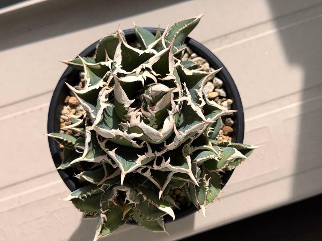 【にゃんこす様専】lize産　大白鯊ホホジロザメ群生子株10株付き　鉢ごと