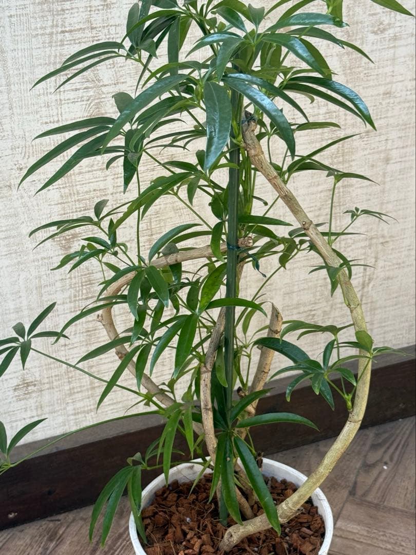 ☆ シェフレラ•アンガスティフォリア♪ 曲がりフォルム 85cm♪