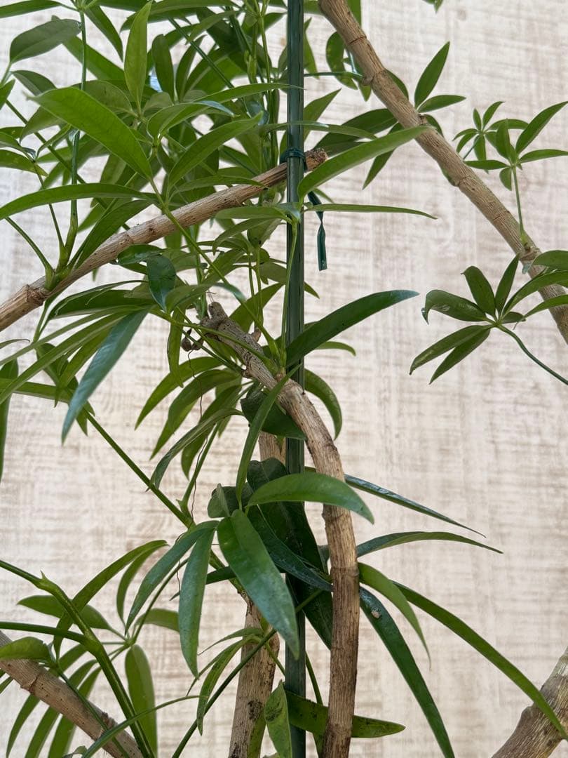 ☆ シェフレラ•アンガスティフォリア♪ 曲がりフォルム 85cm♪