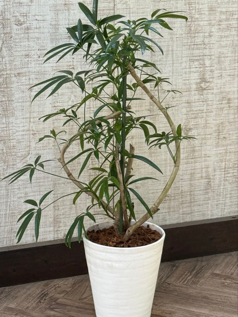 ☆ シェフレラ•アンガスティフォリア♪ 曲がりフォルム 85cm♪