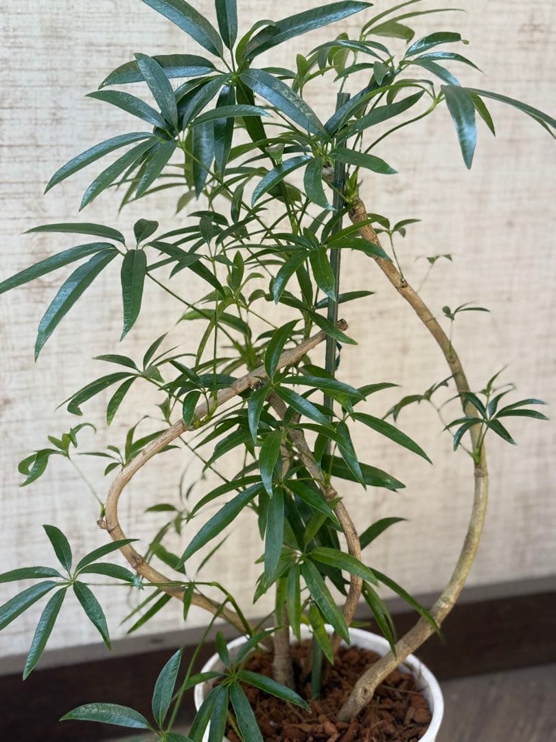 ☆ シェフレラ•アンガスティフォリア♪ 曲がりフォルム 85cm♪