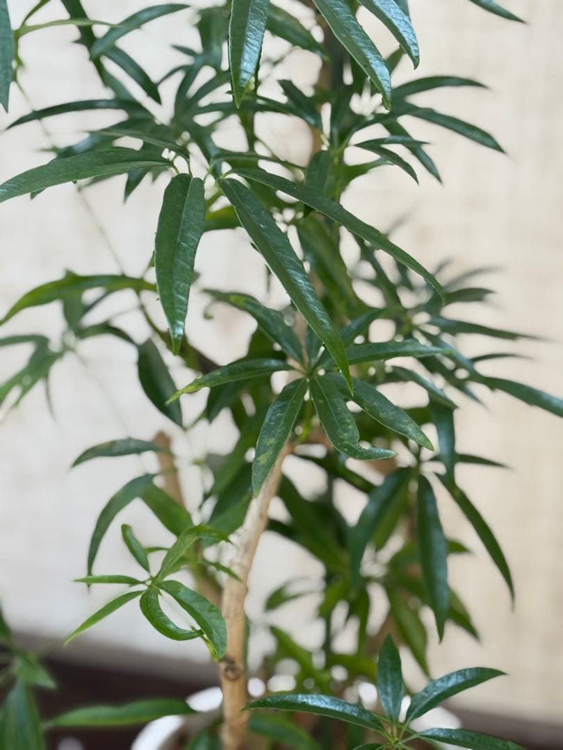 ☆ シェフレラ•アンガスティフォリア♪ 曲がりフォルム 85cm♪