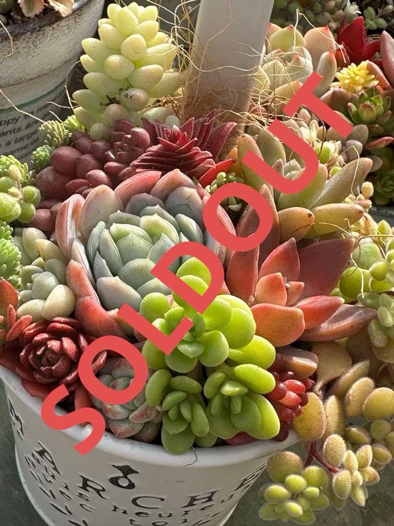 多肉植物の寄せ植え（白い鉢）