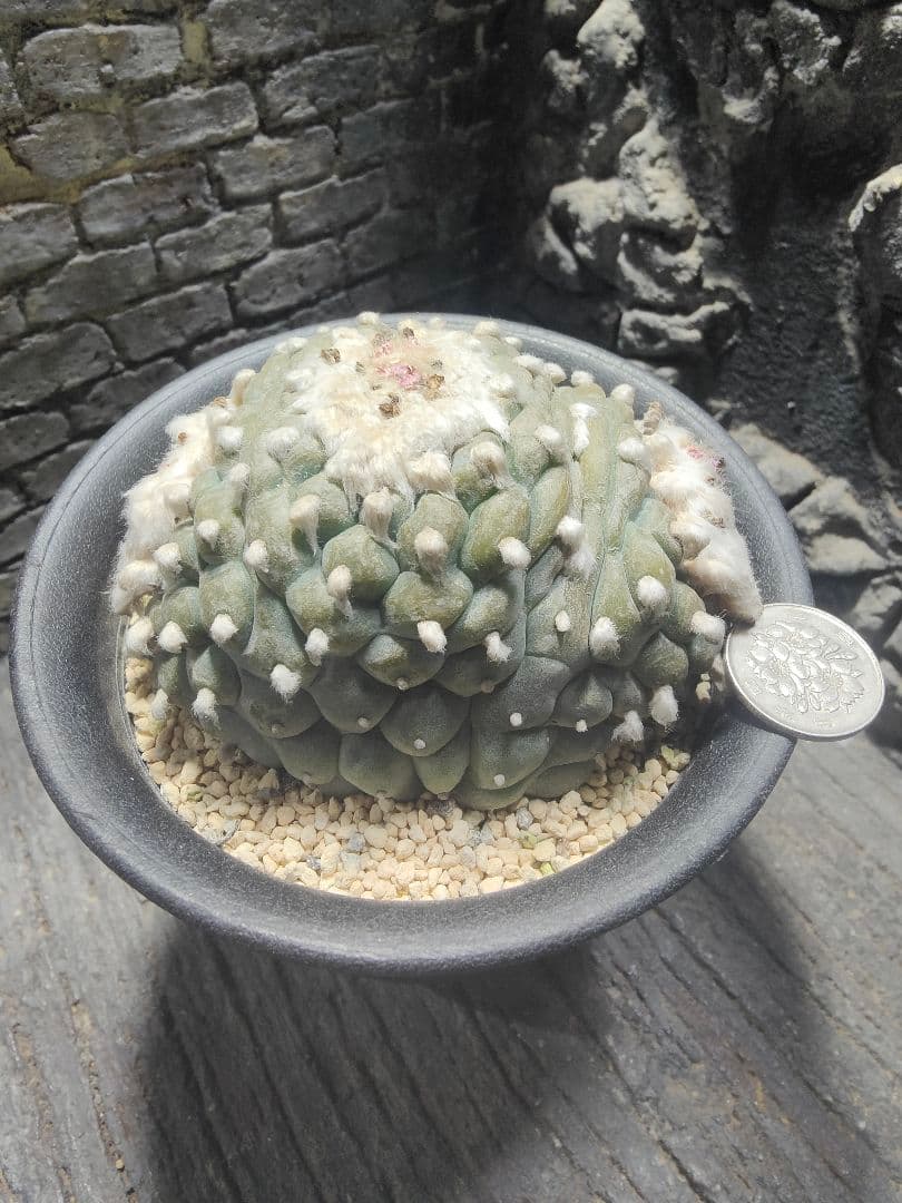 サボテン　銀冠玉　綴化　中株