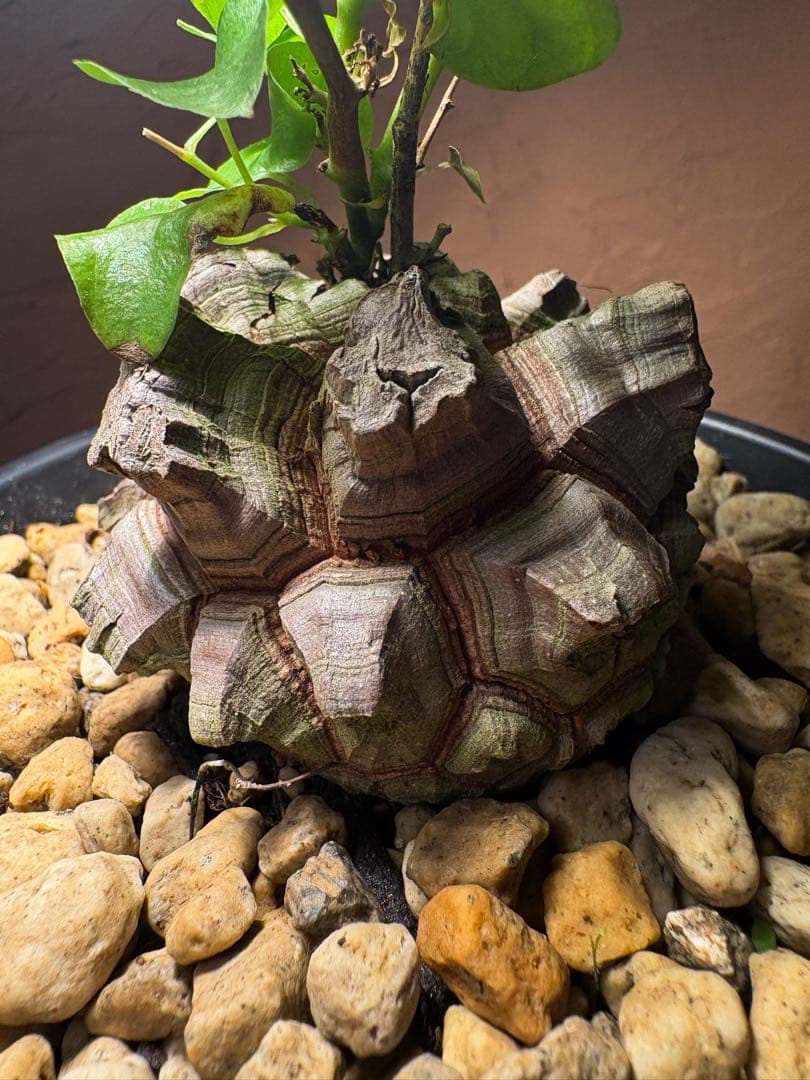 【丸型良型】アフリカ亀甲竜　実生 幅7cm 将来有望