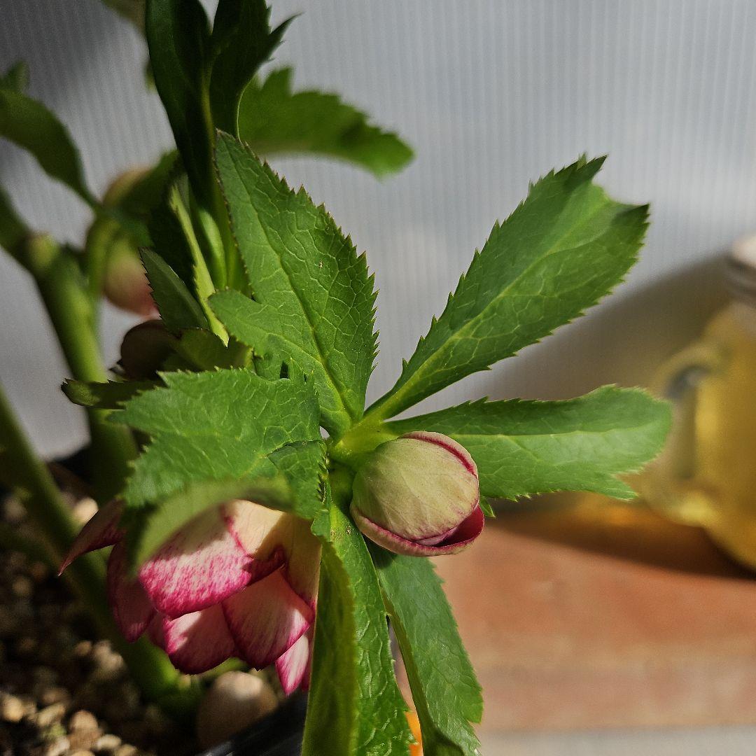 ㉖-229クリスマスローズ