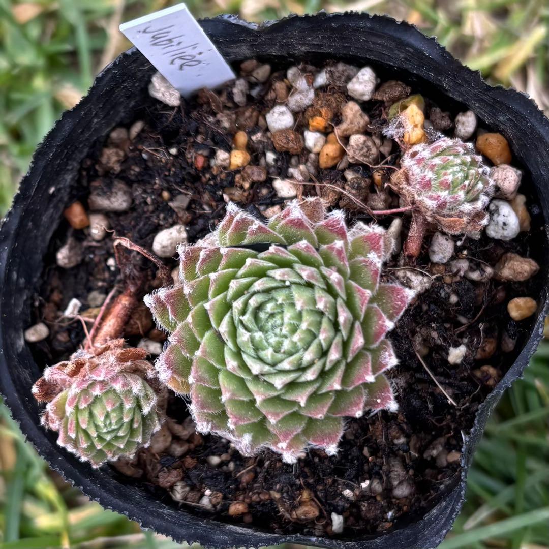 センペルビウム　jubiliee ジュビリー　②