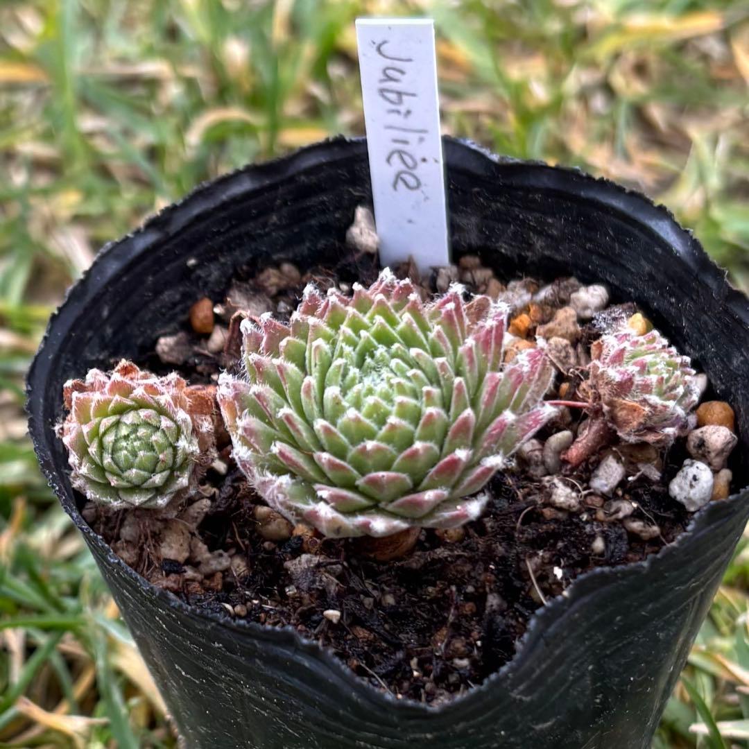 センペルビウム　jubiliee ジュビリー　②