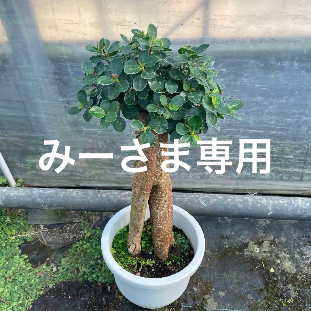 パンダガジュマル　コパンダ接木　8号リン鉢