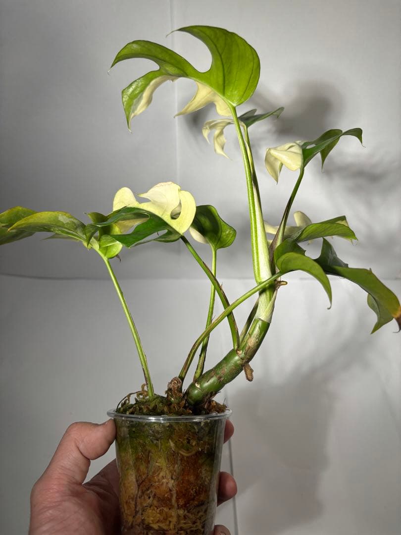 ラフィドフォラ・テトラスペルマ・バリエガータ・ミント大株（ハーフ個体・美斑入り）