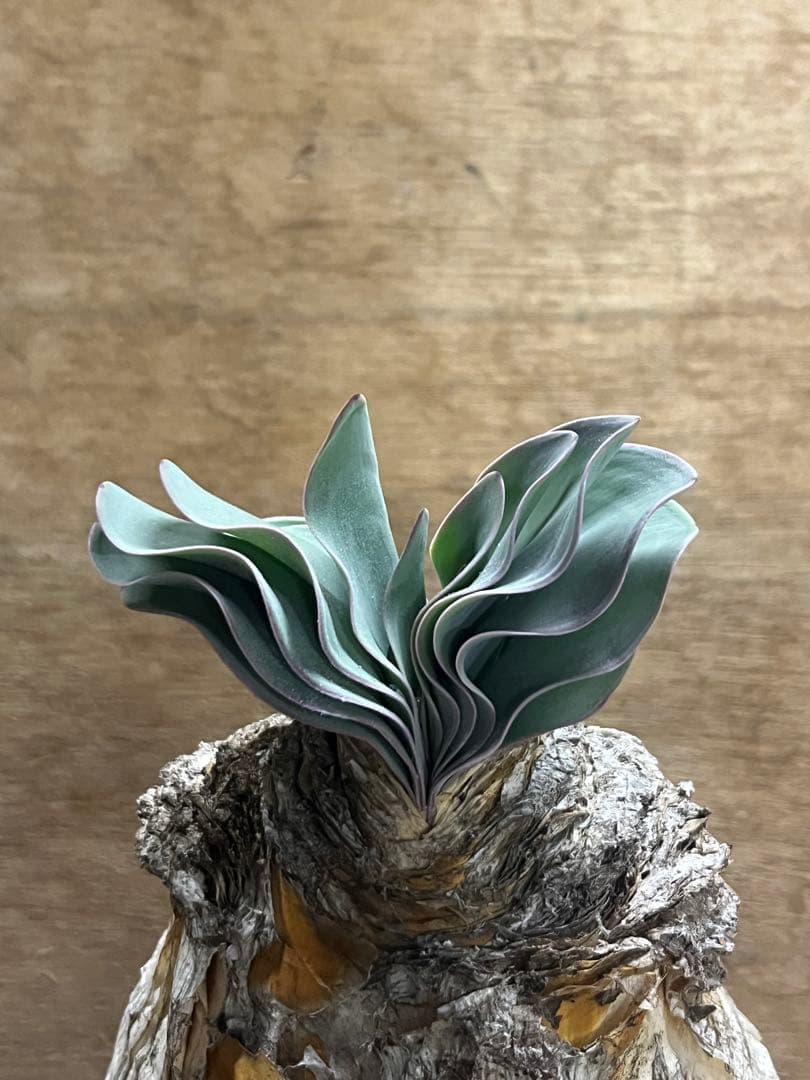 ブーファン　ハエマンソイデス　（検　ハエマントイデス　ディスティチャ