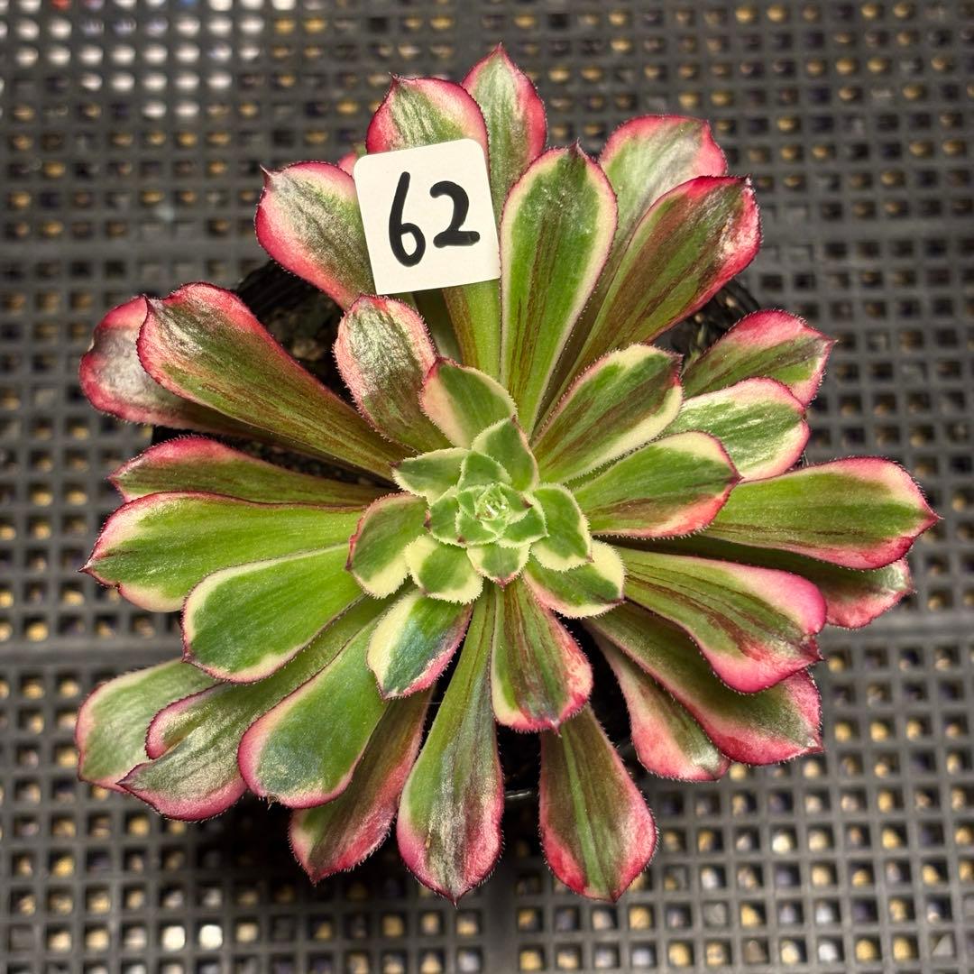62#多肉植物アエオニウム錦❤️銅花順錦❤️1大頭11cm拔き苗