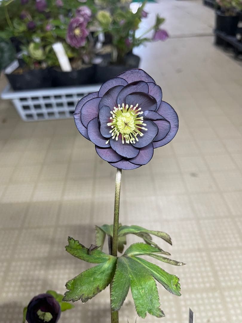 加藤農園 フルグロス交配 クリスマスローズ