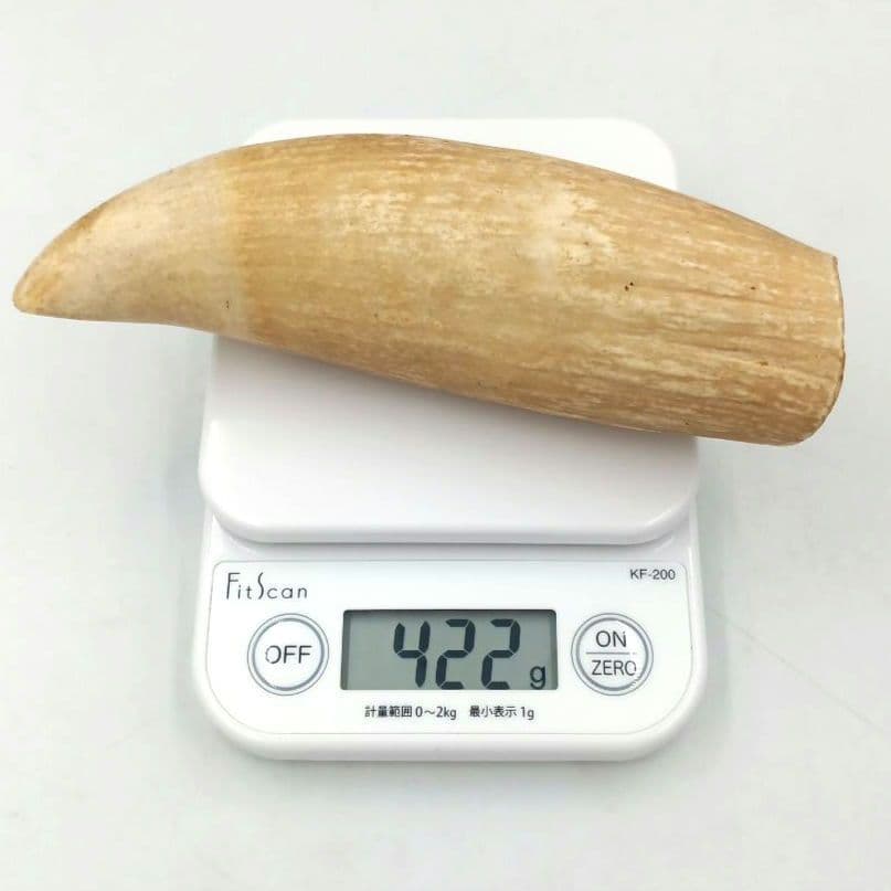 マッコウクジラ 歯 鯨歯 特大 422g 印材や工芸品の素材などに