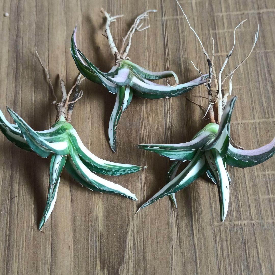 A079 特選 アガベ チタノタ 氷山白中斑 鮮明錦 永久斑 極上3株同梱